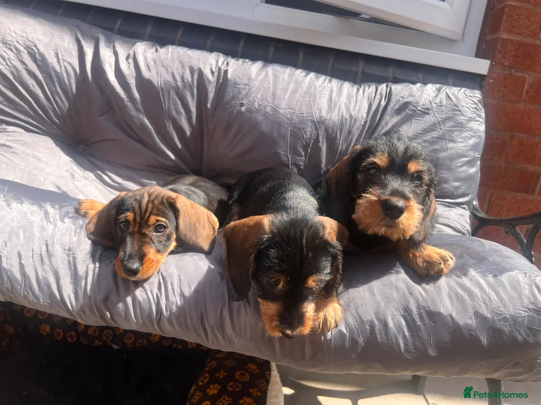 Dachshund dogs for sale: READY To LEAVE dachshund  k c wire haired puppy’s  - Advert 2