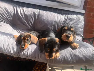 Dachshund dogs READY To LEAVE wire haired dachshund only 3 left - Advert 6