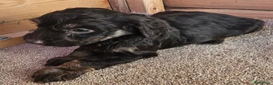 Cockapoo 3