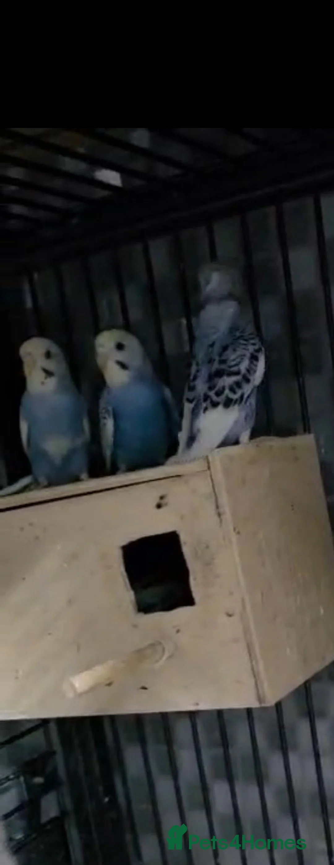Budgerigars birds for sale: Budgies for sale - Advert 12
