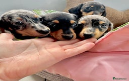 Miniature Dachshund dogs for sale: ✨ Adorabla Mini Kc PRA clear ready now  ✨✨ - Image 11