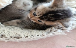 British Shorthair cats for sale: British Shorthair kittens - Image 15