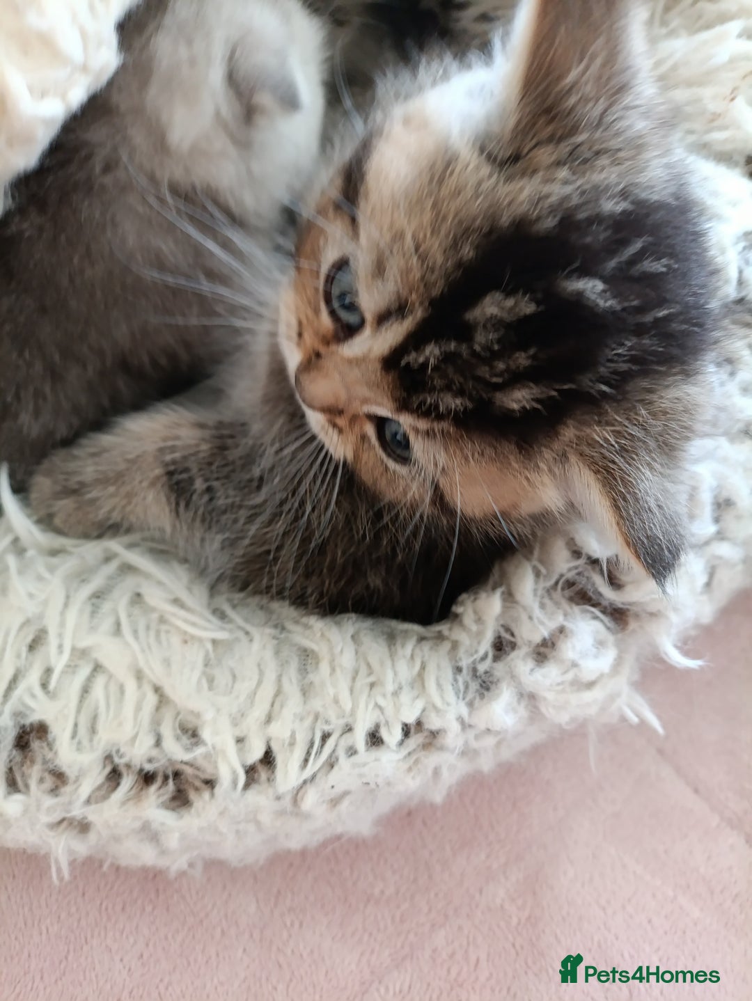 British Shorthair cats for sale: British Shorthair kittens - Image 15