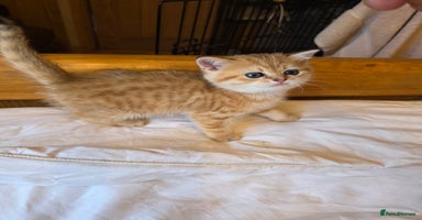 British Shorthair cats - Advert 16