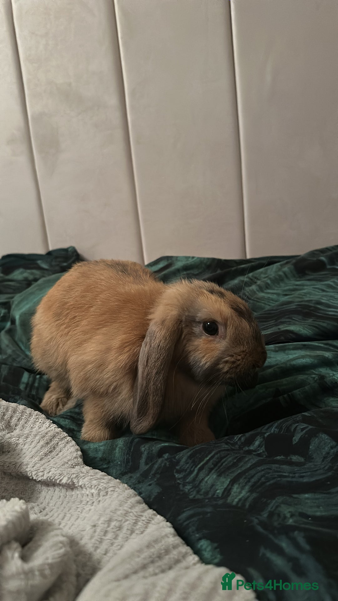 Mini Lop rabbits for sale: Male Mini Lop For Sale - Advert 15
