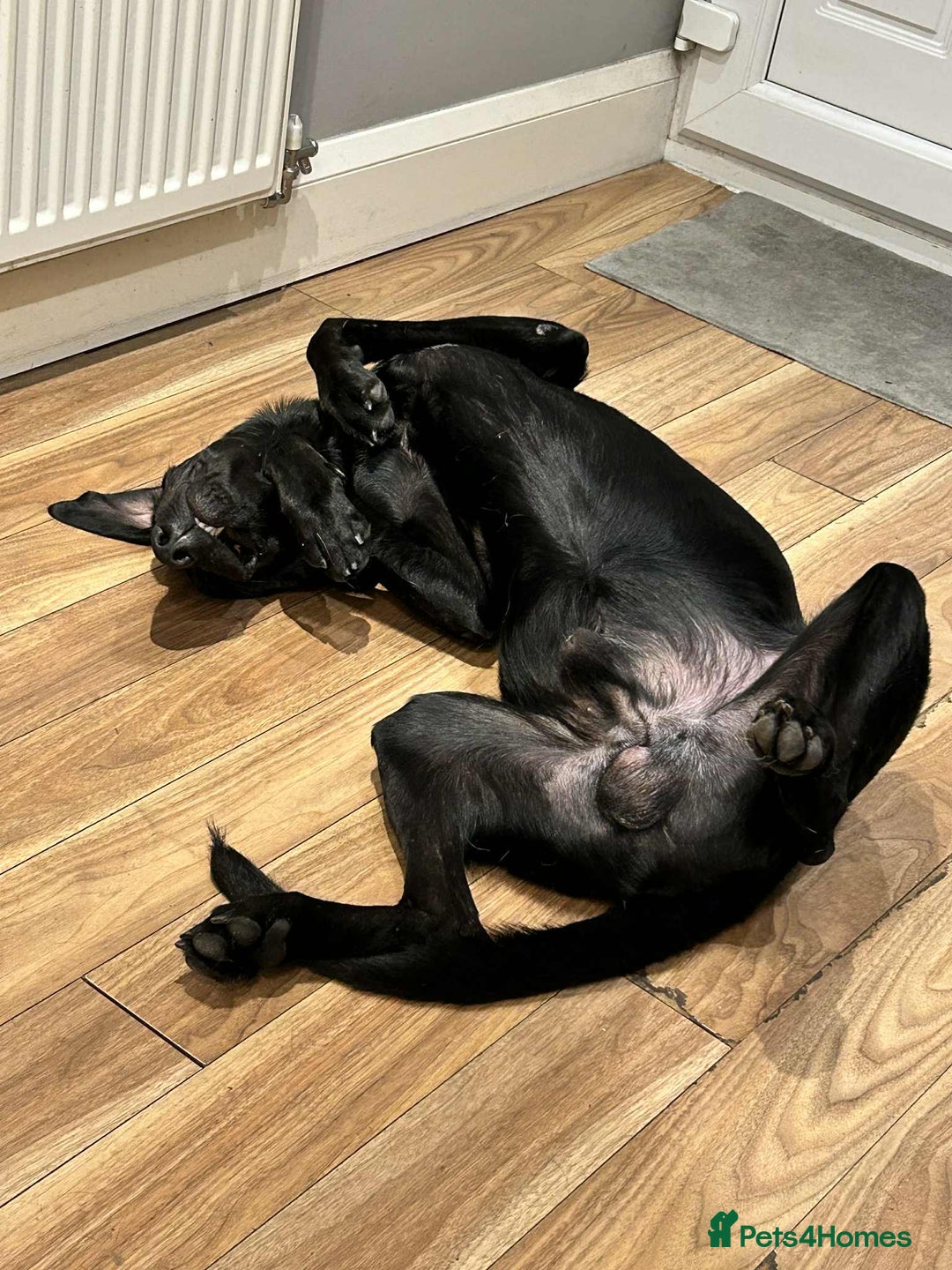 Mixed Breed dogs for adoption: NERO ❤️ lovable Goof ball  - Image 2