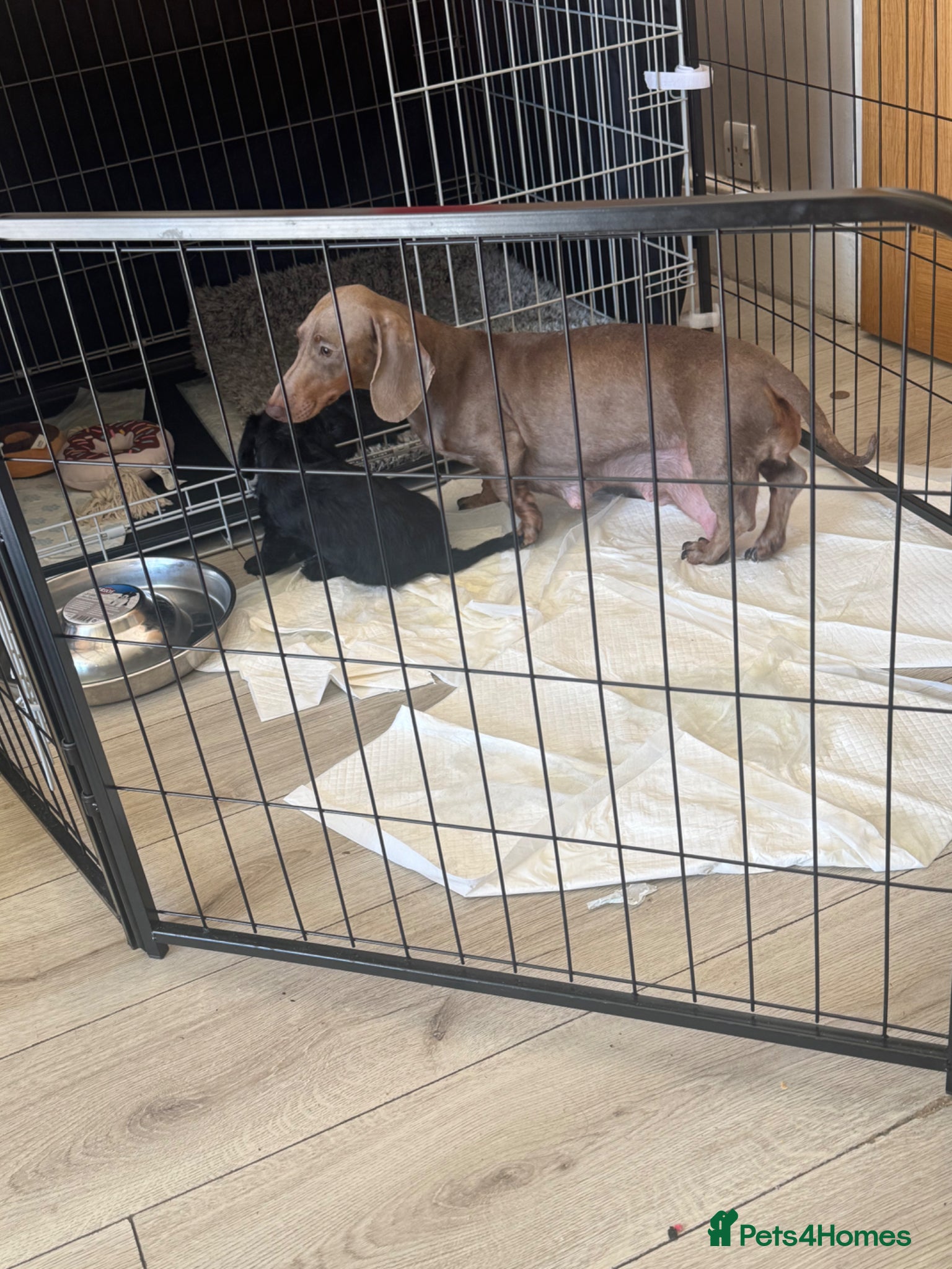 Mixed Breed dogs Doxiepoos puppies  - Advert 17