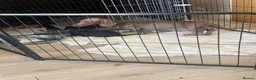 Mixed Breed dogs for sale: Doxiepoos puppies  - Advert 1