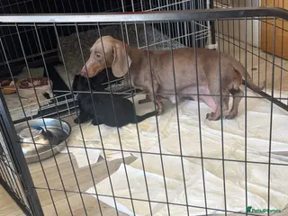 Mixed Breed dogs Doxiepoos puppies - Advert 17