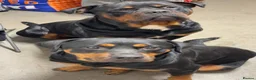 Rottweiler dogs for sale: Rottweiler pups looking for homes  - Advert 24