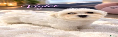 Maltese 4 - SOLD