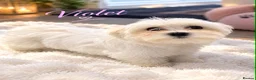 Maltese dogs for sale: Mini Maltese puppies for sale - Advert 2
