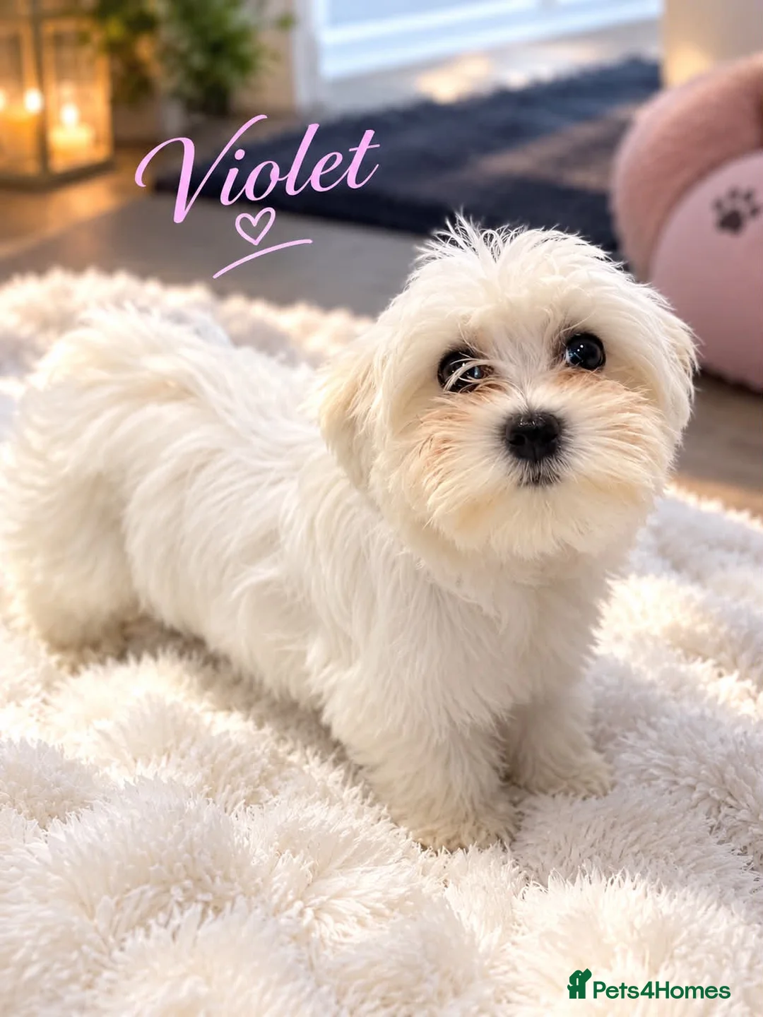 Maltese dogs for sale: Mini Maltese puppies for sale - Advert 2