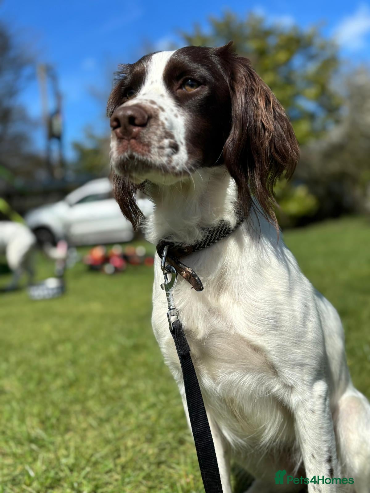 English Springer Spaniel dogs English Springer Spaniels - Advert 2