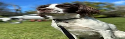 English Springer Spaniel dogs for sale: English Springer Spaniels in Swadlincote - Advert 1