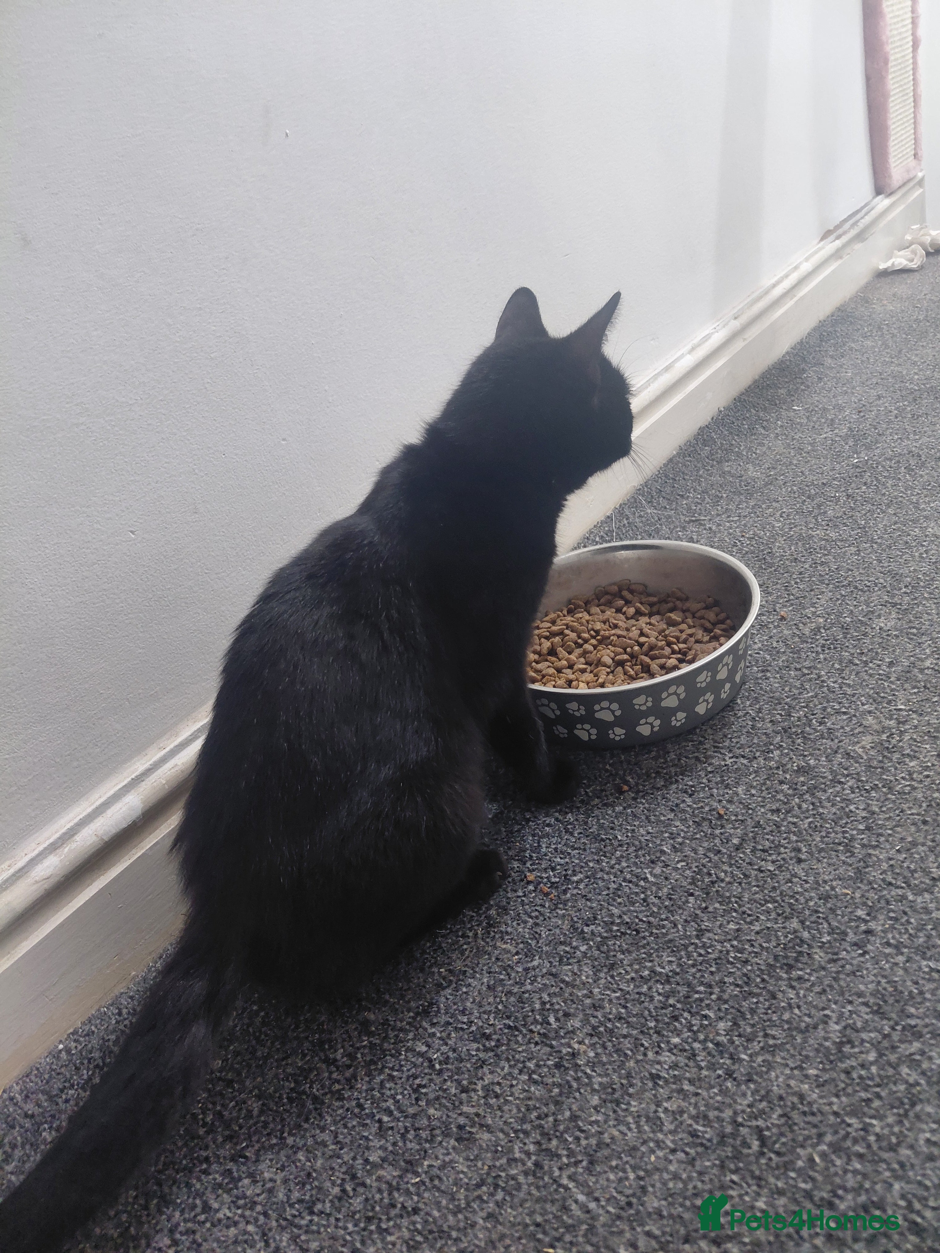 Domestic Shorthair cats  **  female cat - Advert 5