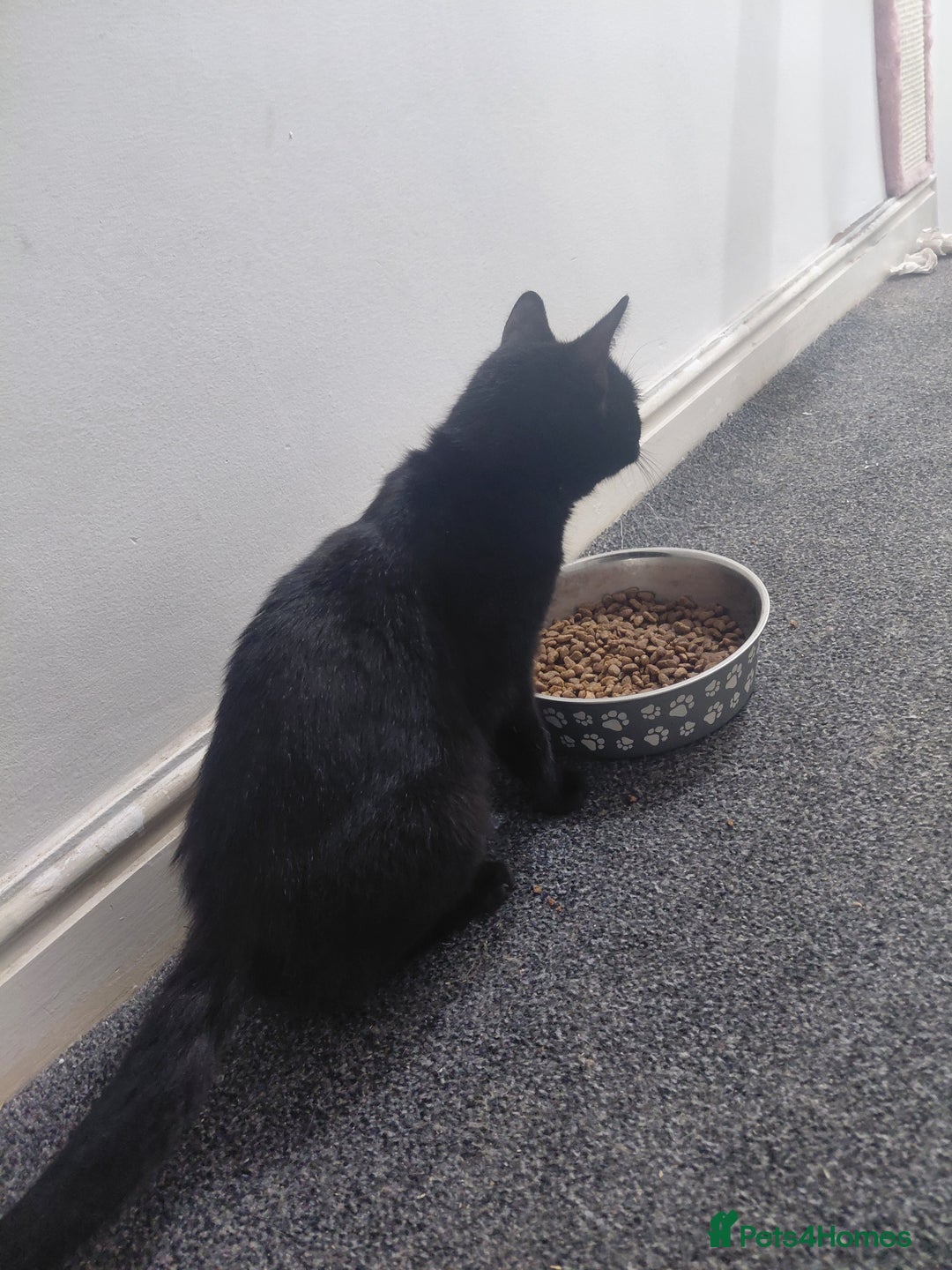 Domestic Shorthair cats for sale:  **  female cat - Advert 1