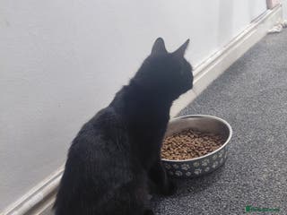 Domestic Shorthair cats ** female cat - Advert 4