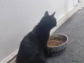 Domestic Shorthair cats ** female cat - Advert 15