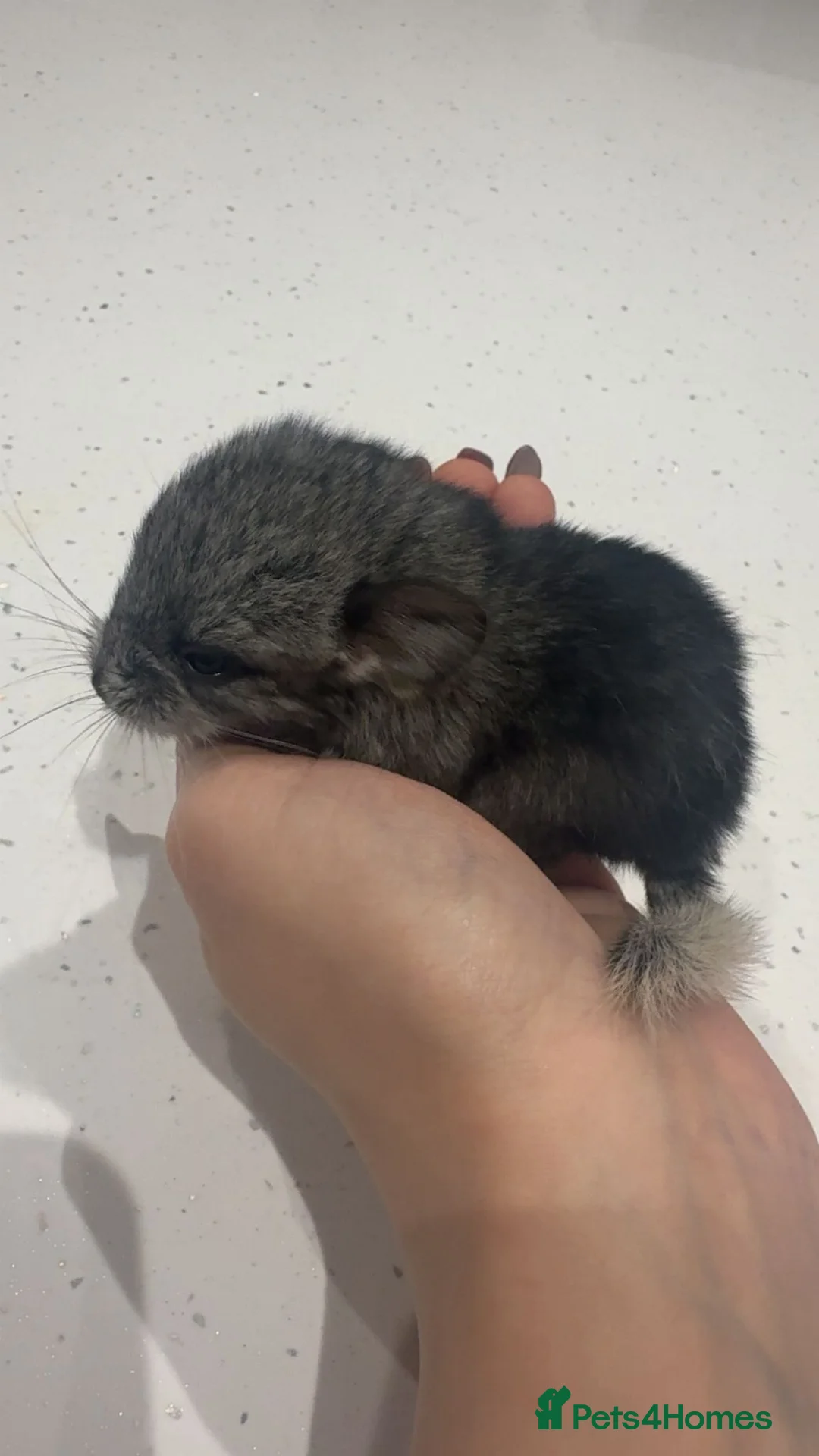 Chinchilla rodents for sale: BEAUTIFUL GIRL BABY GREY - Advert 2