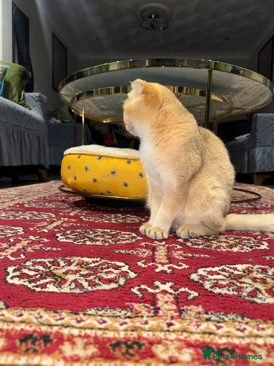 Scottish Fold cats for sale: Meet Bambi - The Queen of Cute & Calm 🌻 - Advert 2