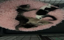 Ragamese cats for sale: Beautiful ragamese/bengal - Image 13