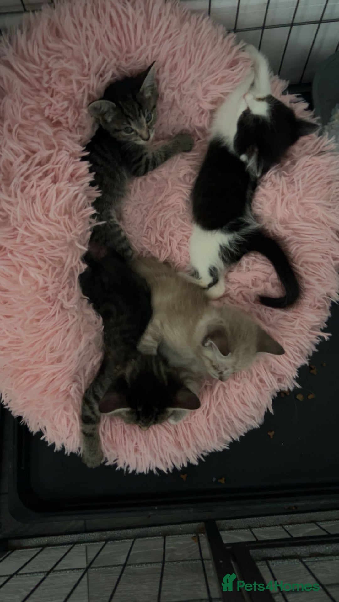 Ragamese cats for sale: Beautiful ragamese/bengal - Image 13