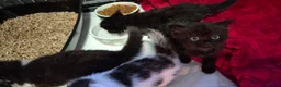 Mixed Breed cats for sale:  Beautiful Black female kitten  - Advert 5