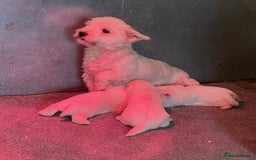 West Highland Terrier dogs for sale: WEST HIGHLAND TERRIER PUPPIES - Image 4