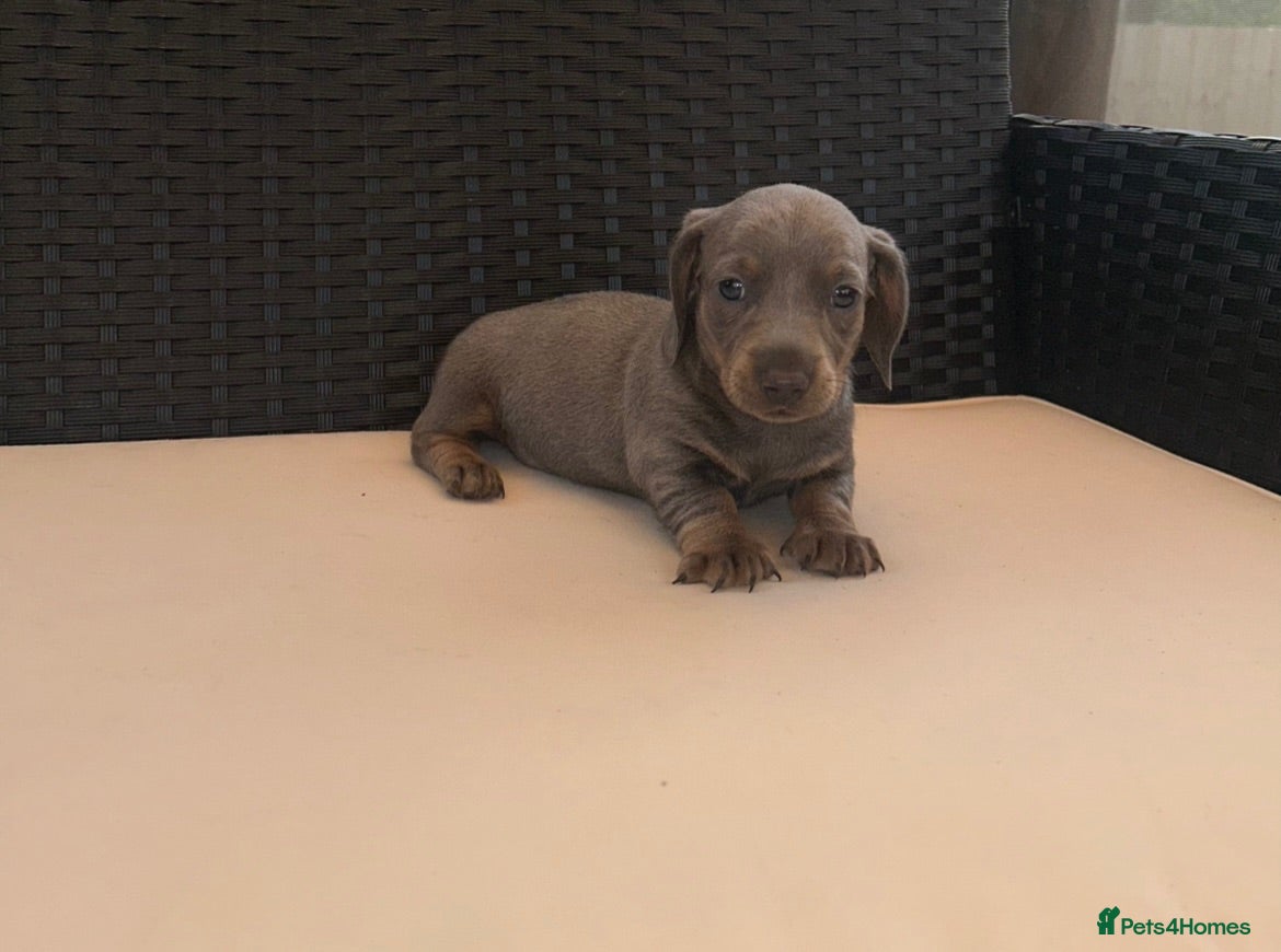 Miniature Dachshund dogs Miniature Dachshund Puppies LAST BOY - Advert 1