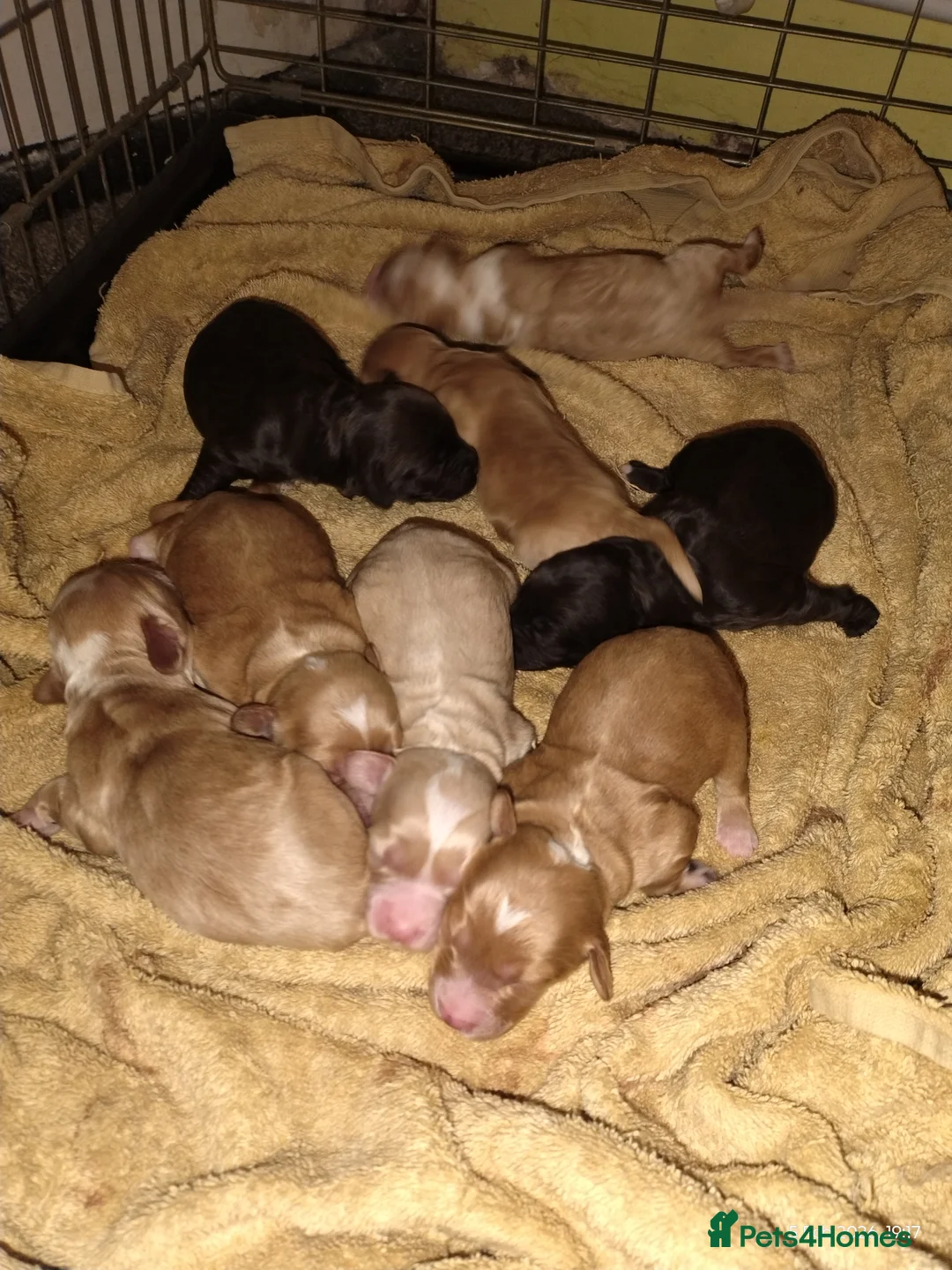 Cockapoo dogs for sale: Cockapoo puppies 100%  - Advert 9