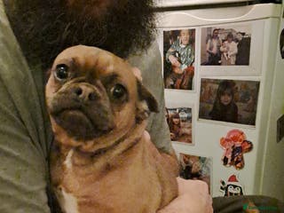 Frug dogs Daisy 15 months old fug - Advert 15