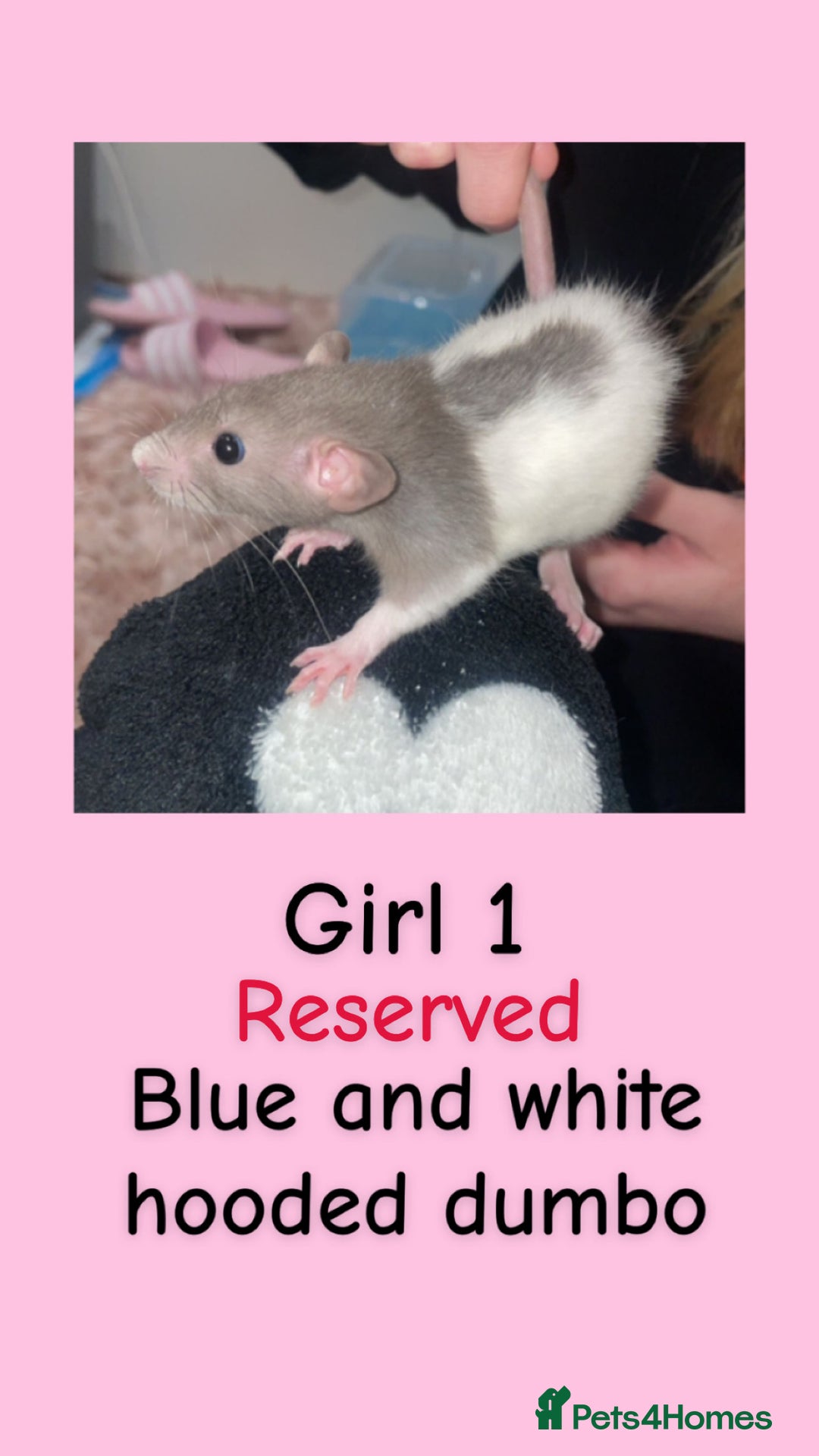Rat rodents for sale: Beautiful baby rats looking for forever homes! - Advert 1