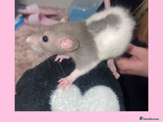Rat rodents Beautiful baby rats looking for forever homes! - Advert 1
