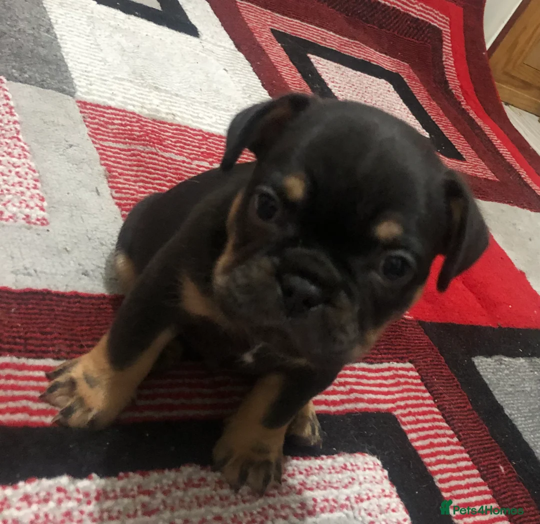 French Bulldog dogs for sale: 2x French bulldogs pups MALE  - Advert 3