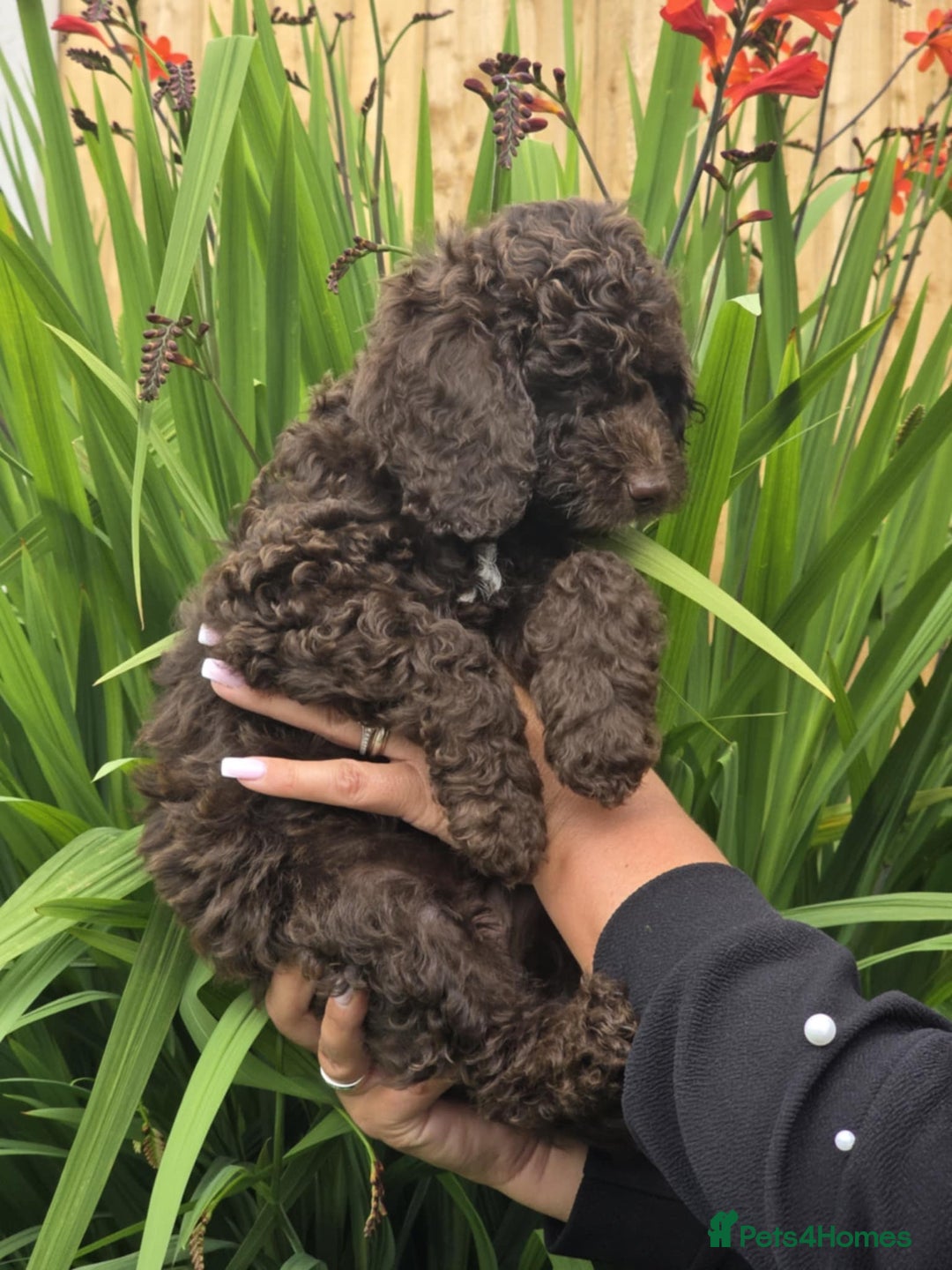 Sproodle dogs for sale: Gorgeous Chocolate Sproodle Puppies - Image 5