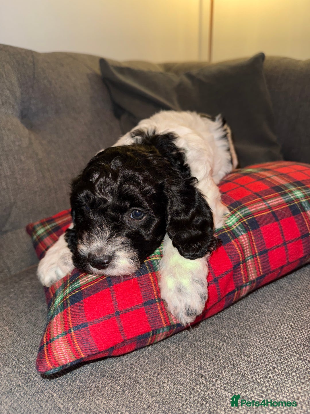 Sproodle dogs for sale: Beautiful Sproodle puppies ready  **  Eve  - Advert 7