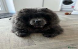 Chow Chow dogs for sale: Chow Chow Boy - Image 3