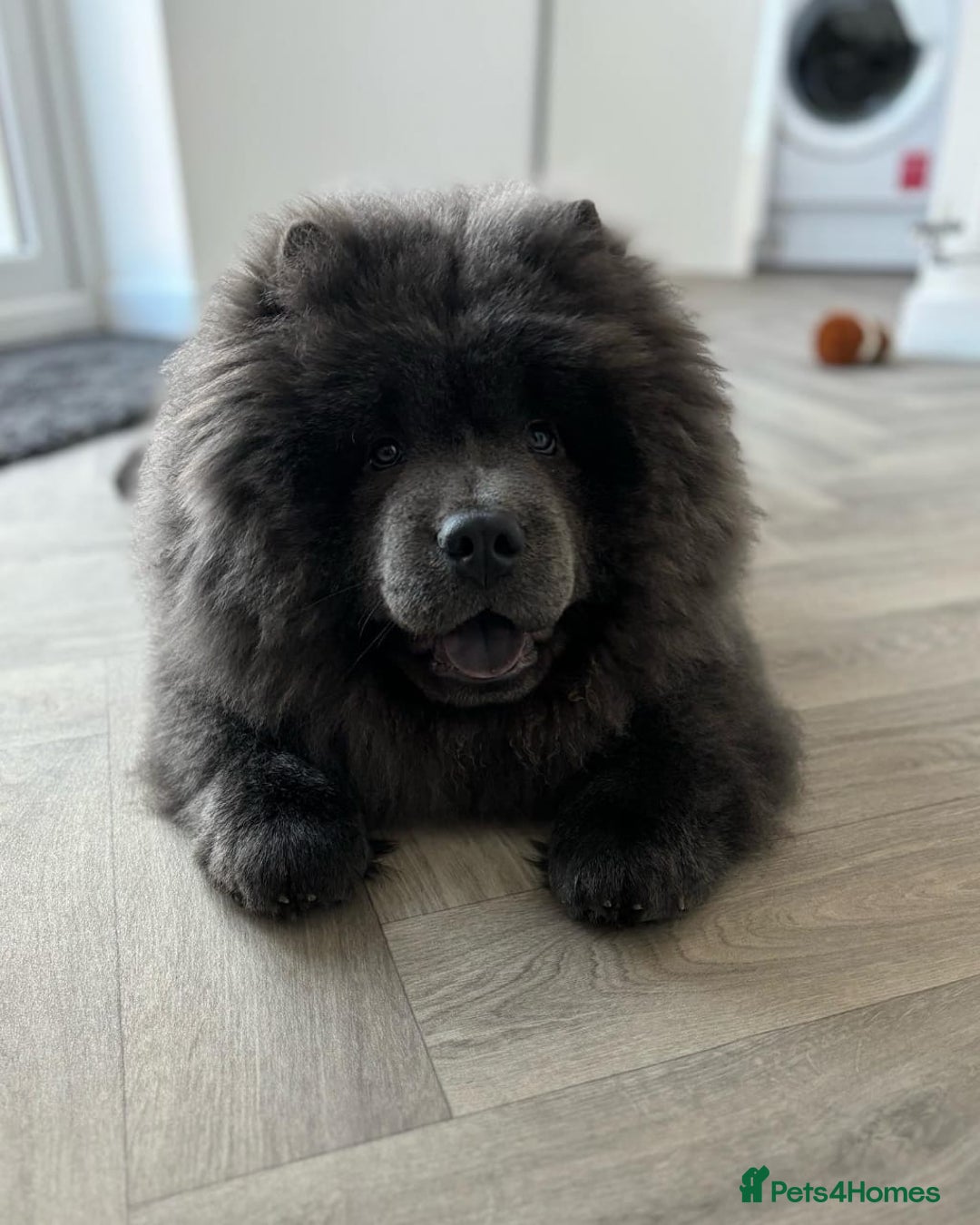 Chow Chow dogs for sale: Chow Chow Boy - Image 3