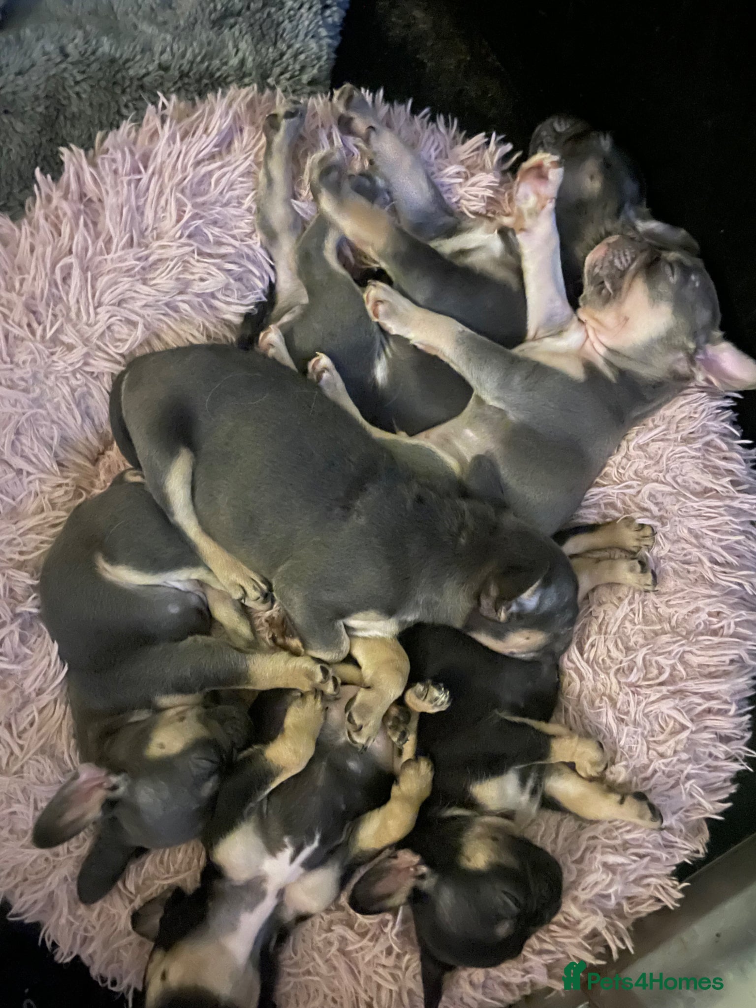 French Bulldog dogs Quality French bulldog puppies pet price - Advert 2