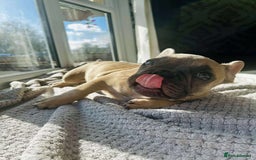 French Bulldog dogs for sale: Male french buldog puppy (lilac fawn) - Image 1