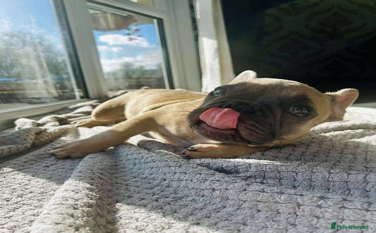 French Bulldog dogs - Advert 15