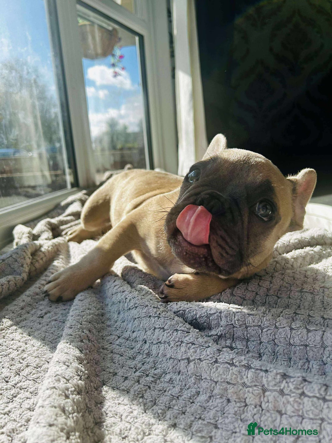 French Bulldog dogs for sale: Male french buldog puppy (lilac fawn) - Image 1