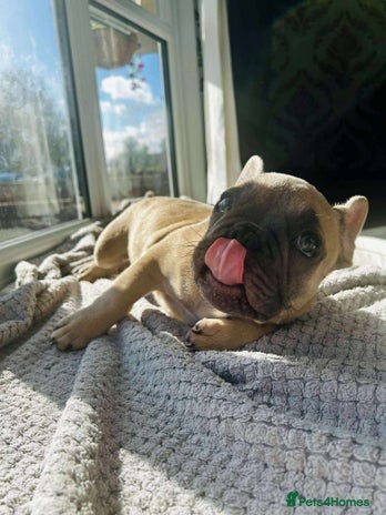 French Bulldog dogs - Advert 17