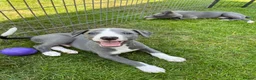 Whippet dogs for sale: KC registered Whippet puppies in Billingshurst - Advert 10