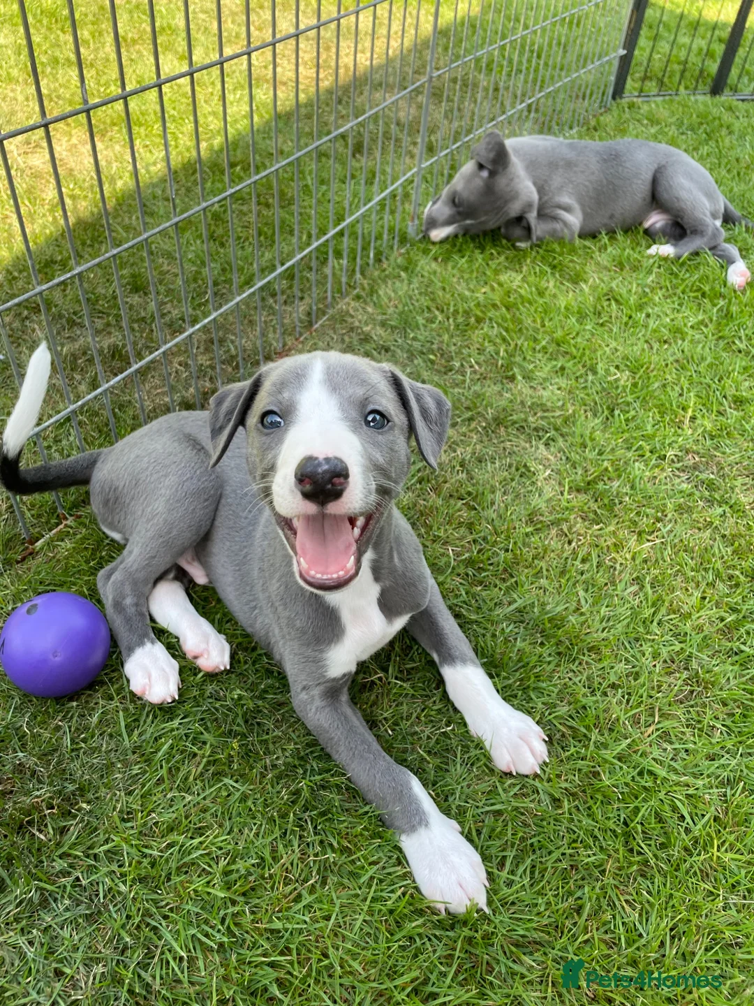 Whippet dogs for sale: KC registered Whippet puppies in Billingshurst - Advert 10