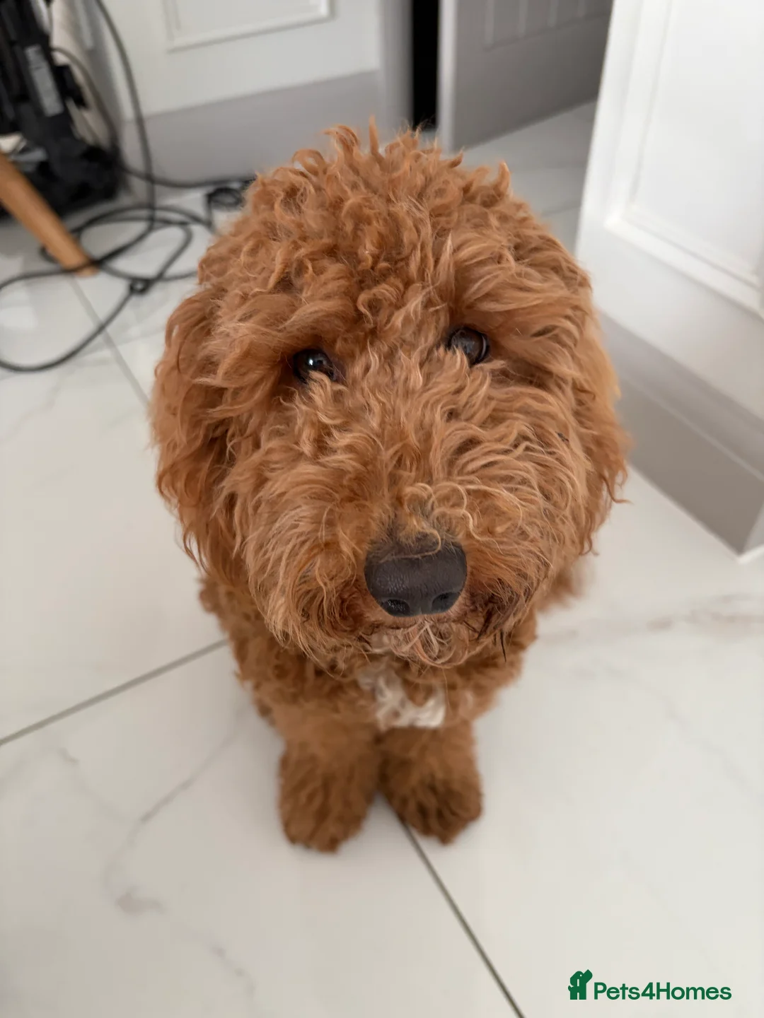Cockapoo dogs for sale: Two Cockapoo (9 month)  - Advert 5