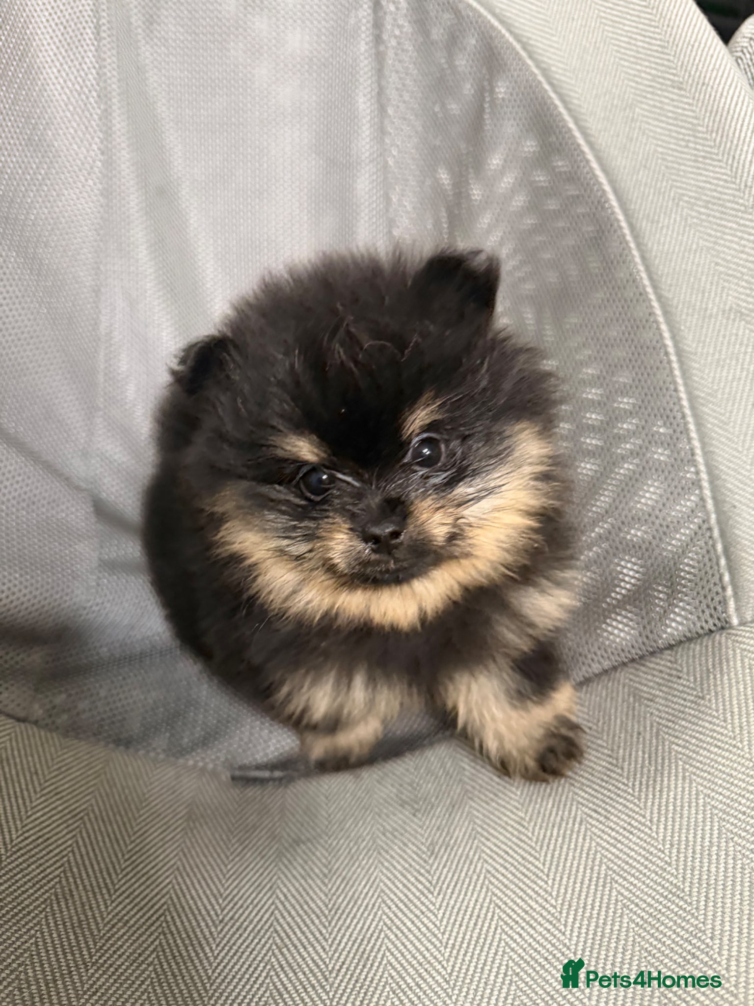 Pomeranian dogs Black + tan small Pomeranians 2boys 1 girl  - Advert 1
