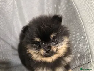 Pomeranian dogs Black + tan small Pomeranians 2boys 1 girl - Advert 1