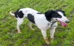 Mixed Breed dogs for sale: Saluki greyhound  - Image 5